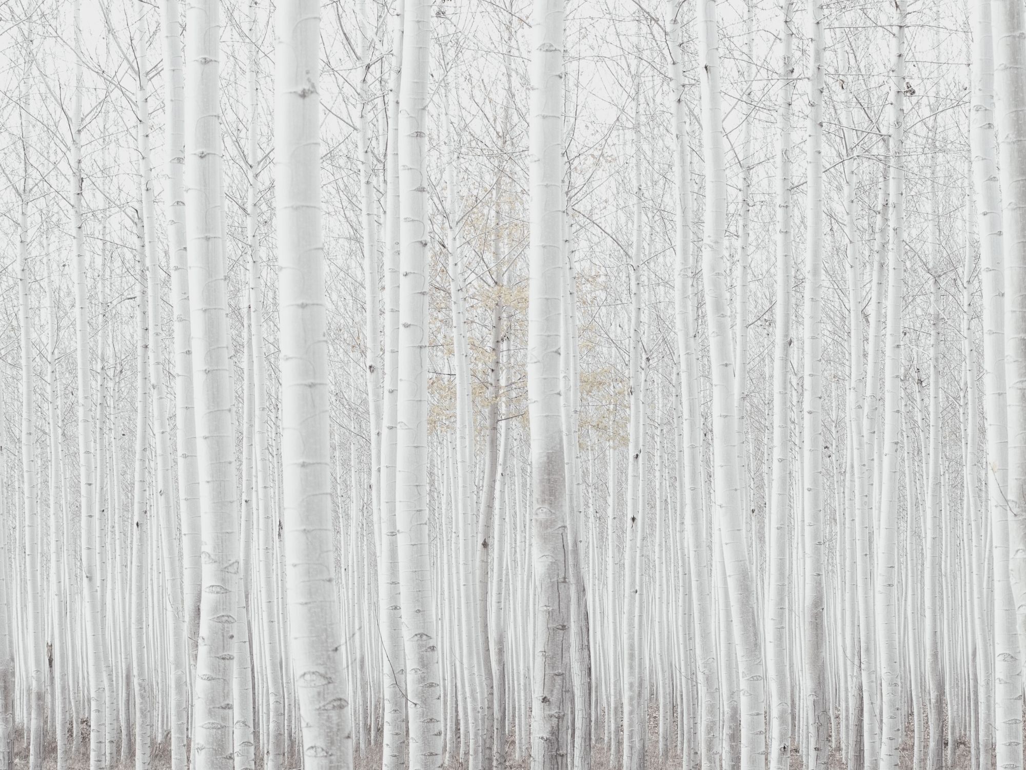 Teaser Inspiration Artwork.jpg