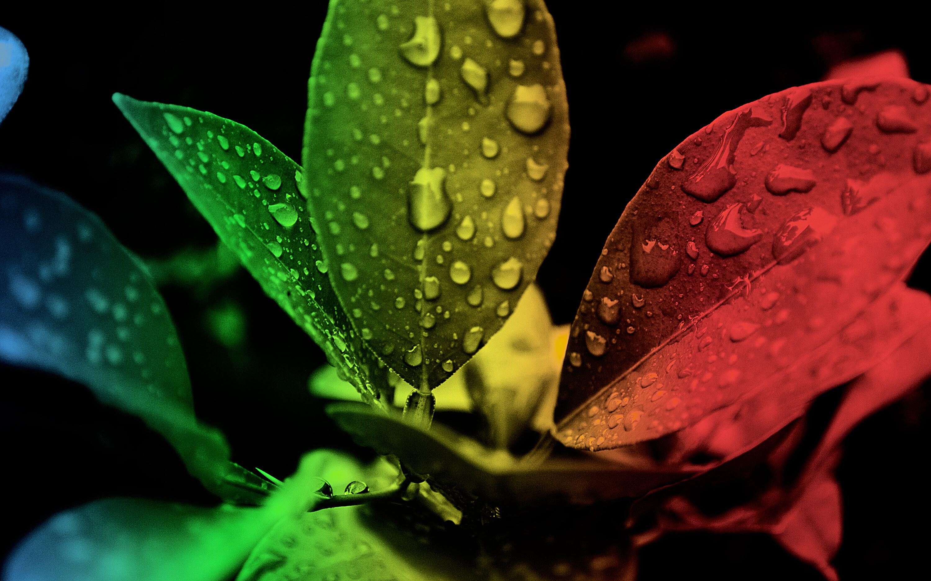 Canva___Red_Green_and_Black_Leaf_Edited_Focus_1574654592239-min.jpg
