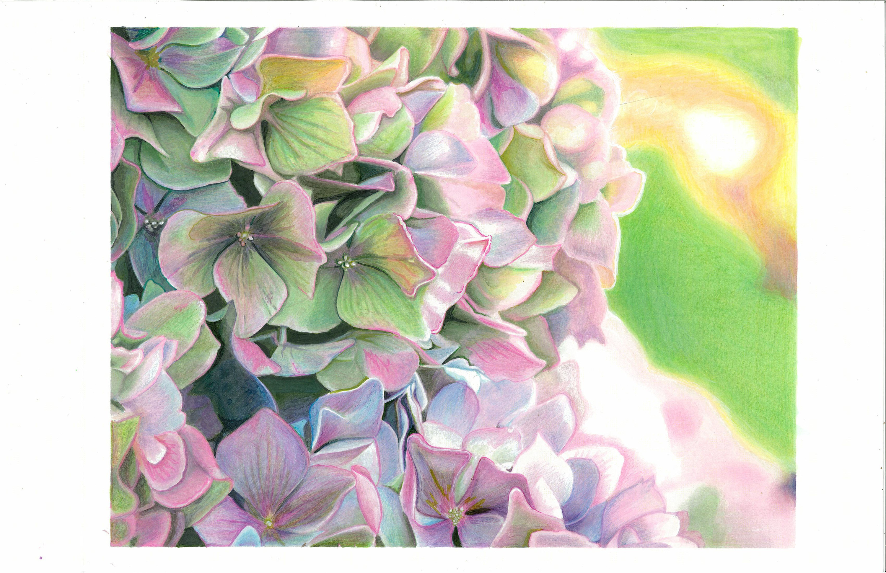 hydrangea illustration.jpg