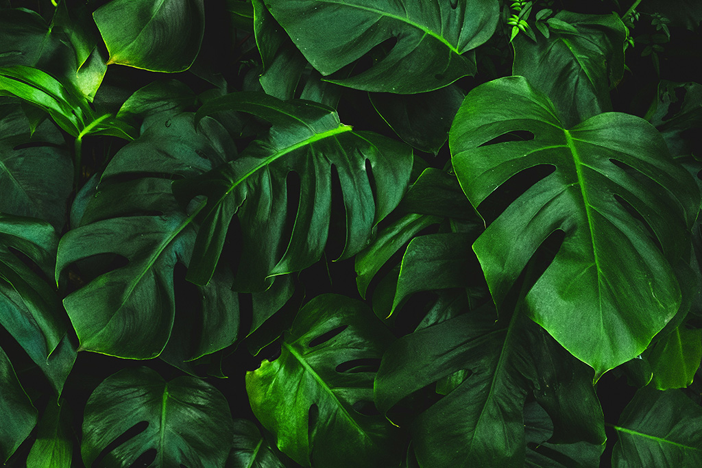 Scientists unlock key to breeding ‘carbon gobbling’ plants with a major appetite-科學家解開了培育胃口大的「碳吞噬」細菌的關鍵