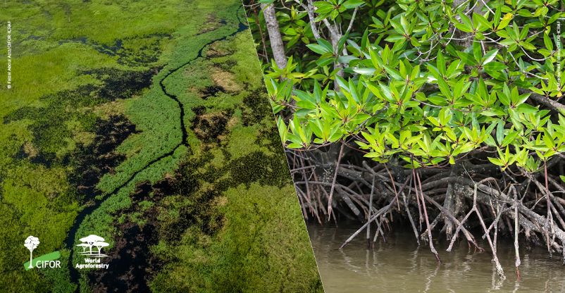 Study On Peatlands And Mangroves Sets New Wetlands Emission Reporting Standard - 印尼更新泥炭地和紅樹林的濕地排放係數，大大減少溫室氣體減排估算的不確定性