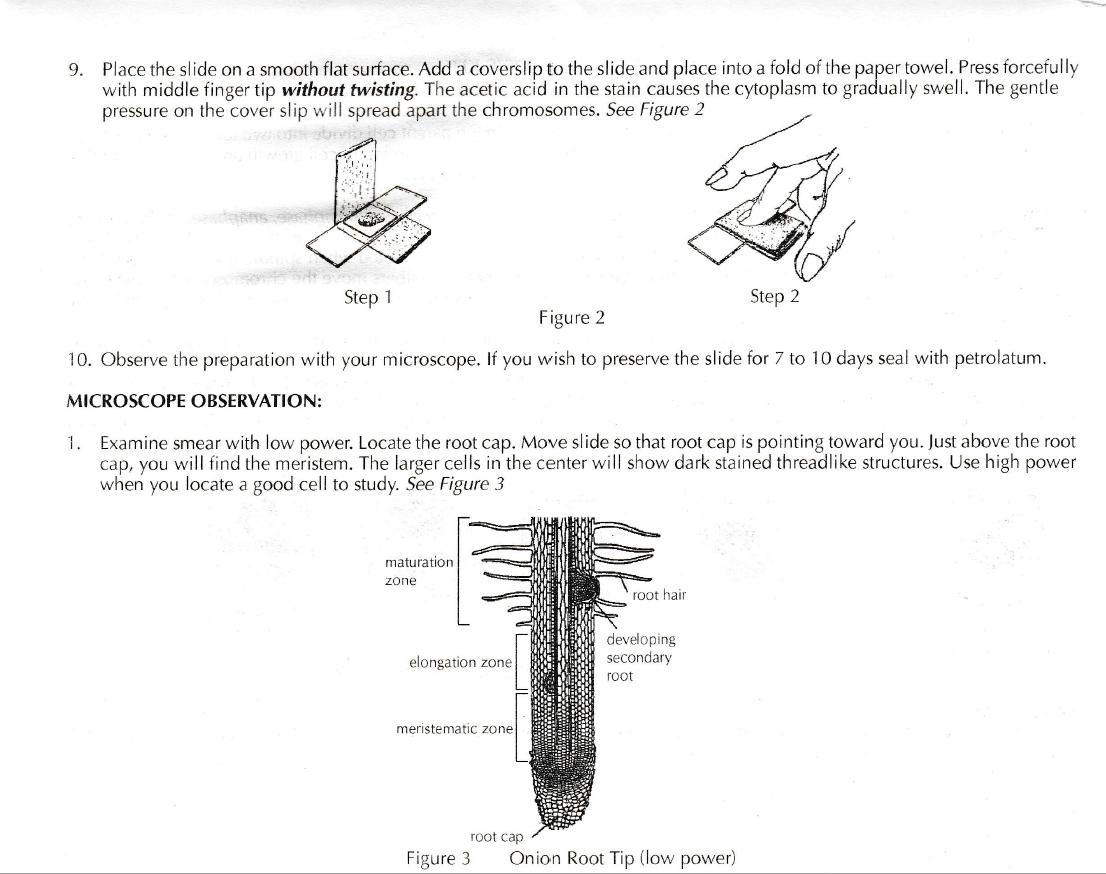 Lab 7 Mitosis and Meiosis 150 pts Kathy Egbert Library Formative