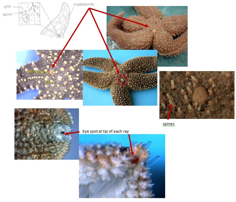 Starfish Part 2 of 3 External Identification Kathy Egbert Library
