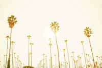 Palms 2 small