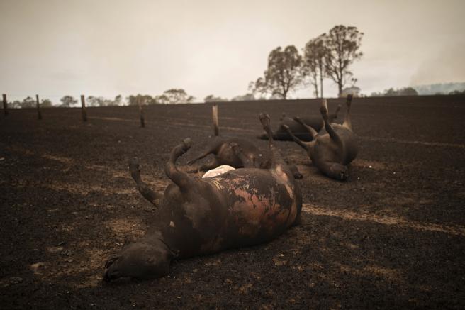 Animales muertos Australia