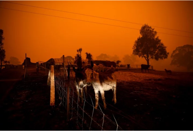 Animales muertos en Australia.