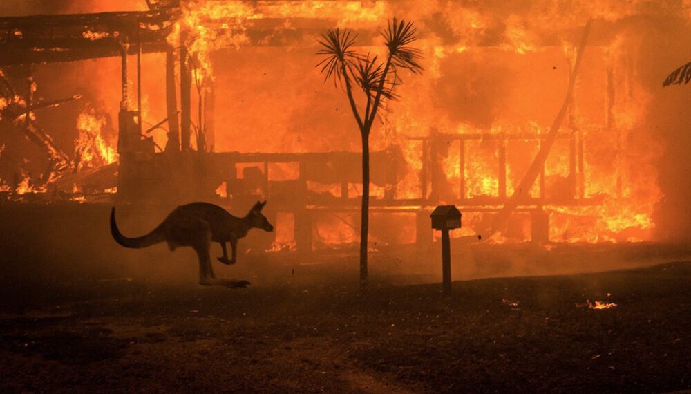 Animales muertos en Australia..