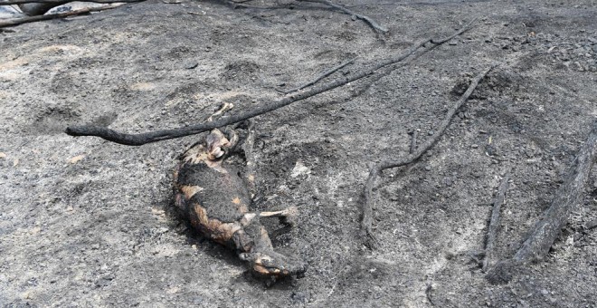 animales muertos en Australia.
