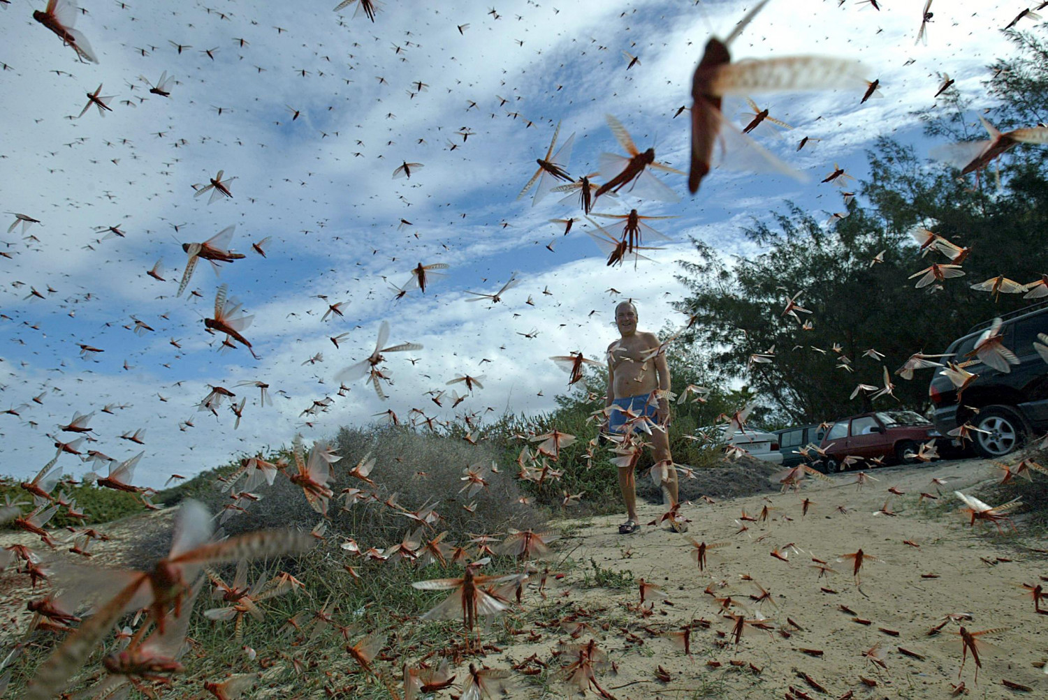 Plaga de langostas podría afectar a Brasil, país golpeado por el covid19