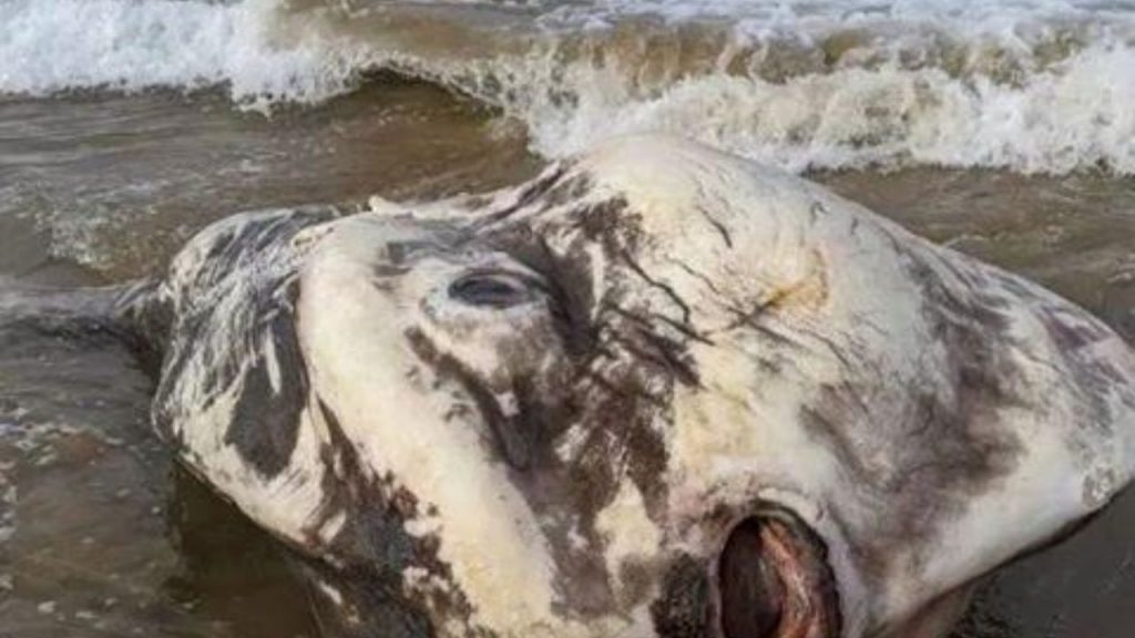 Pez gigante en playa de Australia.