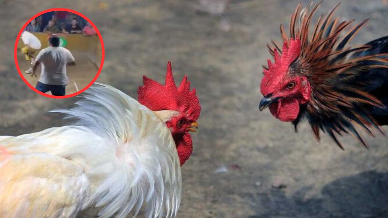 Vídeo gallo competidor atacó a su dueño durante pelea de gallos en