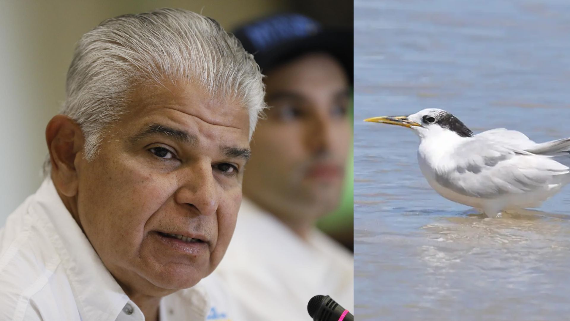 Brasil Prorroga Tres Meses M s La Emergencia Zoosanitaria Por La Gripe Brasil Prorroga Tres Meses M s La Emergencia Zoosanitaria Por La Gripe