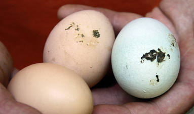 Los huevos, el pollo y otros alimentos que nunca deben lavarse
