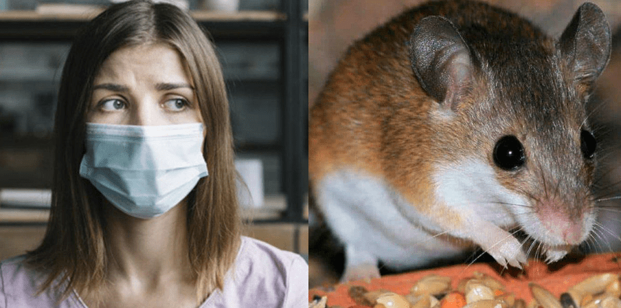 Los hantavirus son una familia de virus que se esparcen a través de la orina, las heces y la saliva de algunos roedores.