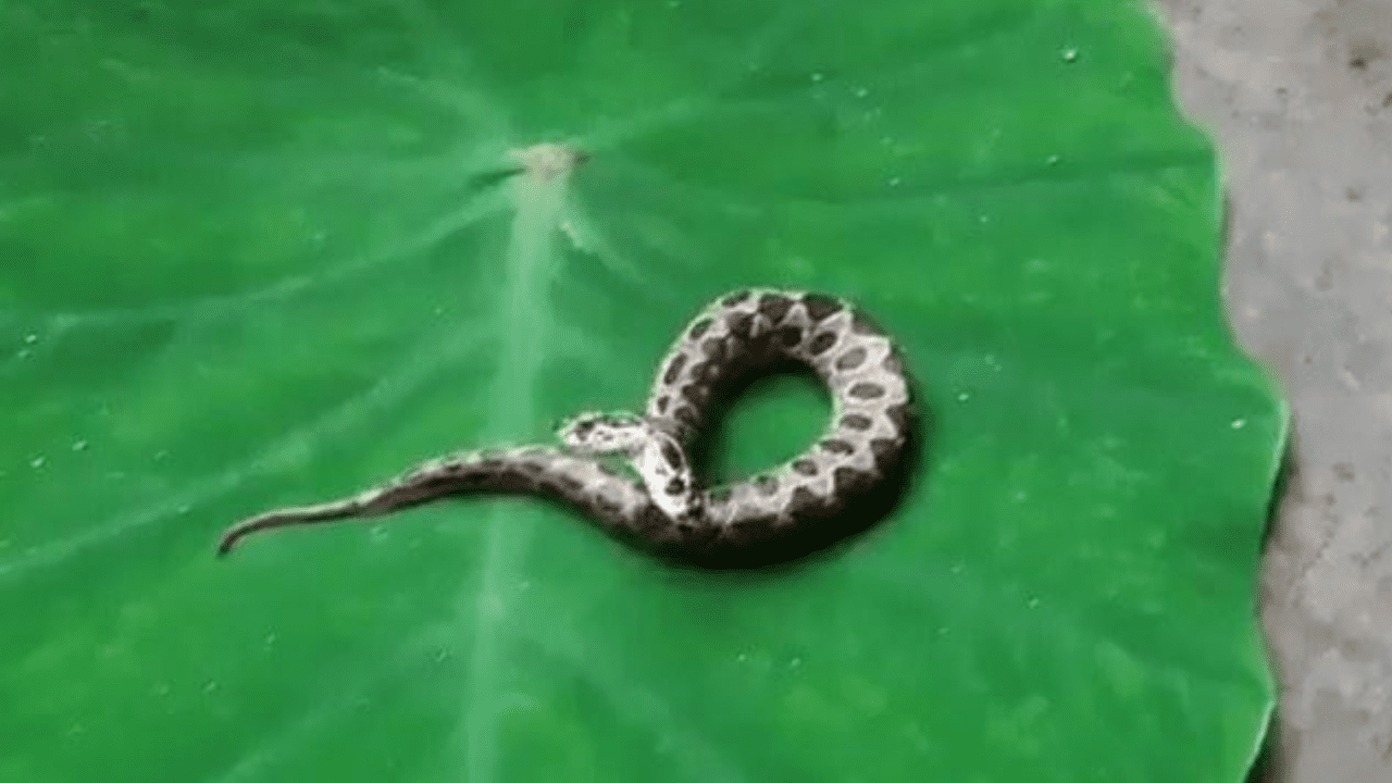 Hallan misteriosa serpiente venenosa de dos cabezas en India y las
