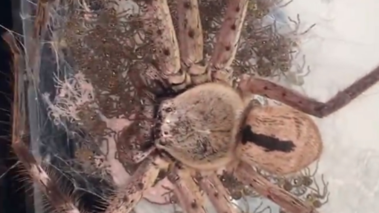 Mujer ayuda a una enorme araña a dar a luz a 200 crías y adopta a una ...
