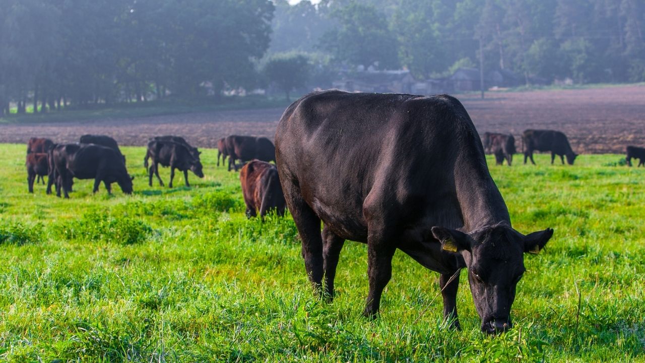 Honduras crea Plataforma Nacional de Ganadería Sostenible
