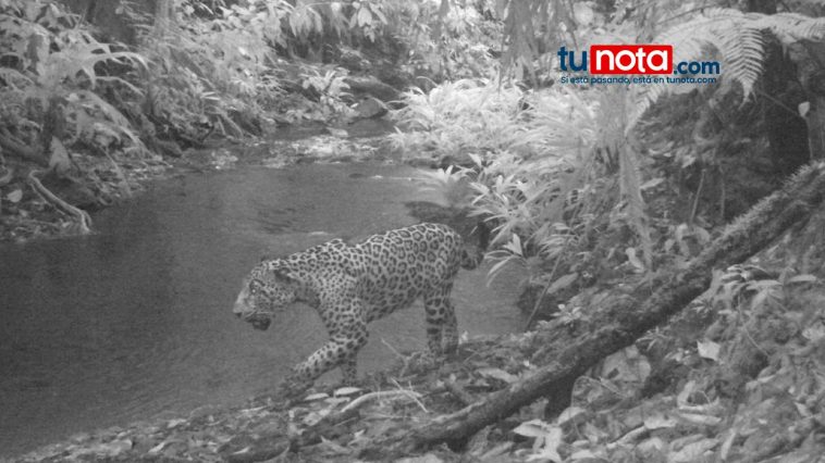 Jaguar es captado por trampa camaras