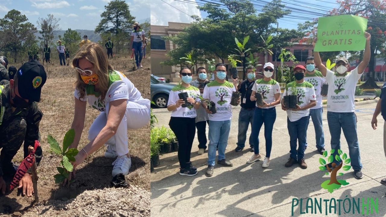 Qué Son Las Campañas De Reforestación www.tunota.com