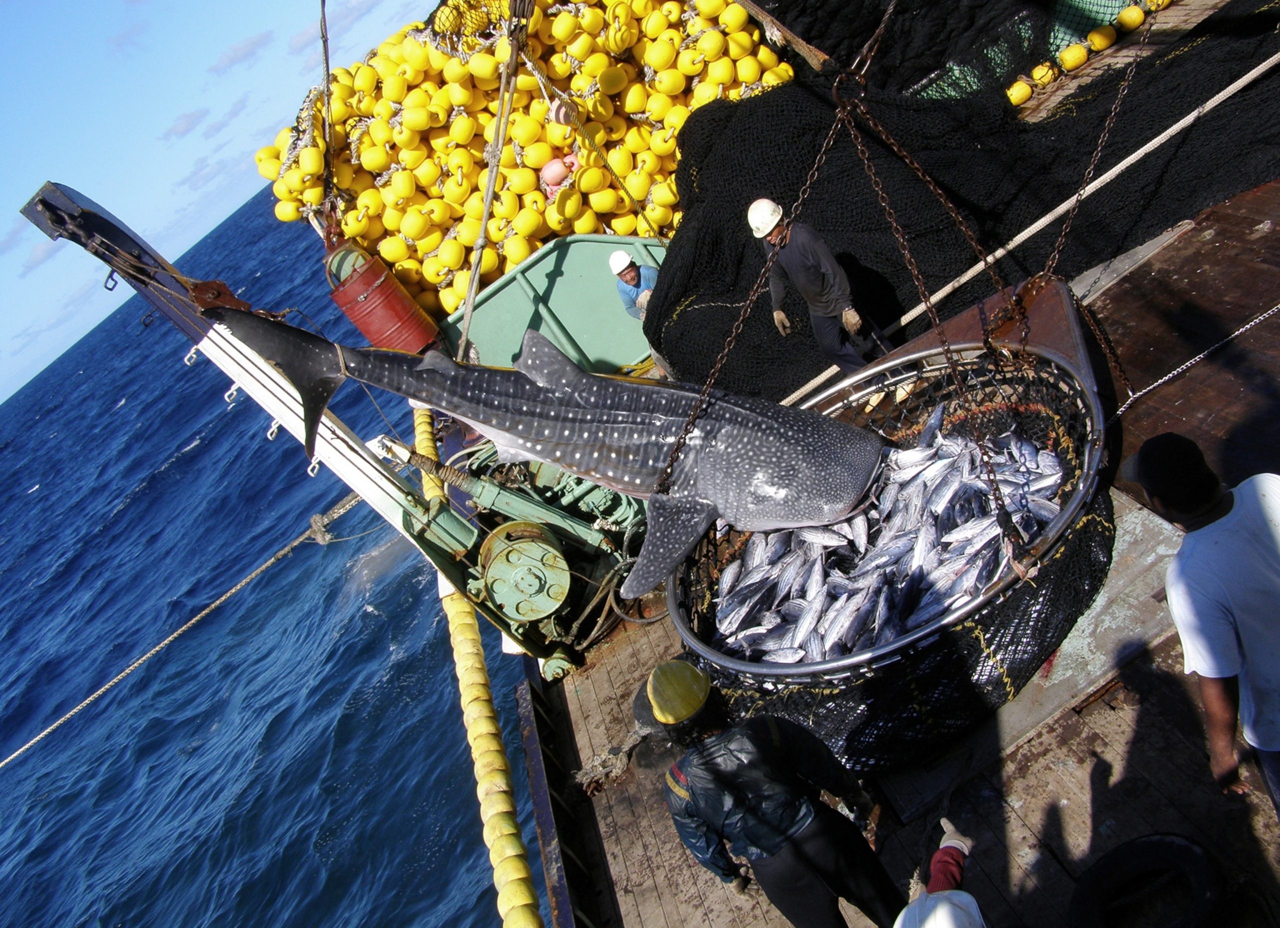 Cientos de tiburones ballena son cazados en costas filipinas cada año. Foto: National Geographic.