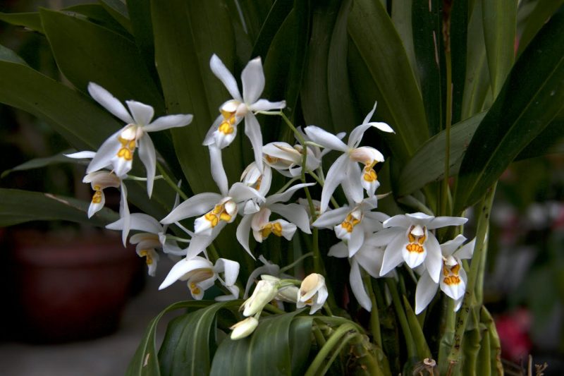 La orquídea es la flor más codiciada del mundo, sin embargo por lo mismo se encuentra en peligro de extinción. Foto: es.global.voices