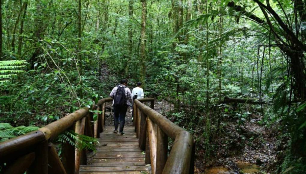 El Parque La Tigra es un pulmón para la ciudad de Tegucigalpa. Foto: La Prensa