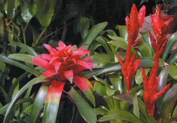 Las bromelias se encuentran en peligro de extinción en Ecuador. Foto: Ecuador Terra Incógnita 