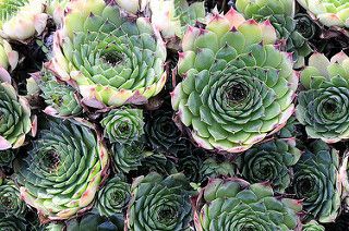 Algunos de los cactus se encuentran en peligro de extinción por su popular comercio en México y todo el mundo. Foto: Pinterest