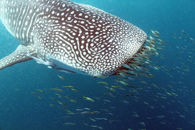 Un tiburón ballena comiendo plancton y peces pequeños. Foto: National Geographic