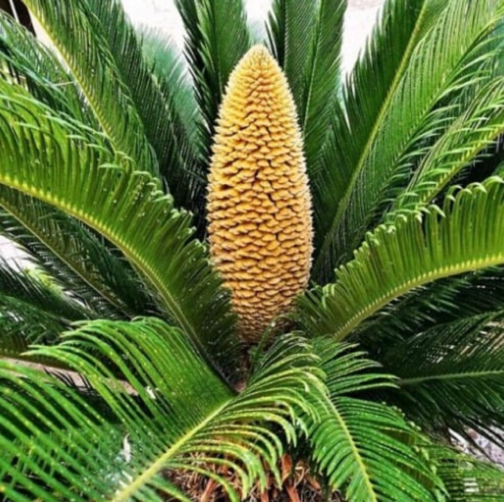 Las cycas o cicadas son familia de las palmeras y son una planta en peligro de extinción. Foto: Postposmo