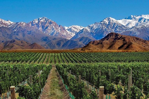 Mendoza es uno de los destinos turísticos más famosos de Argentina por su vista y su excelente producción de vino de alta calidad. Foto: Trip Advisor