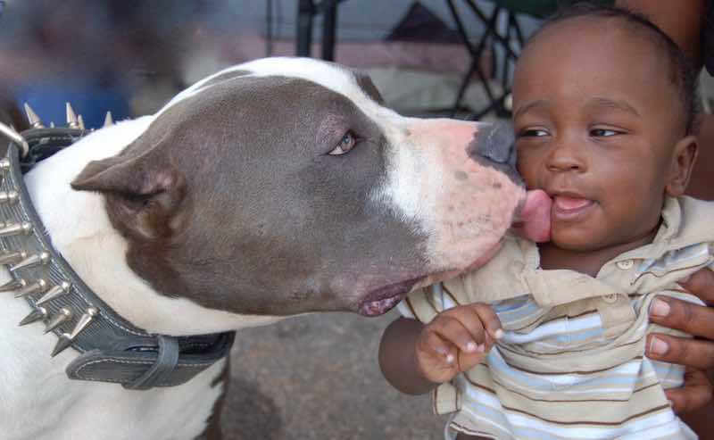 A la hora de convivir con niños, deben estar al tanto de los límites que pueden tener con los perros. Foto: Kawalees.news