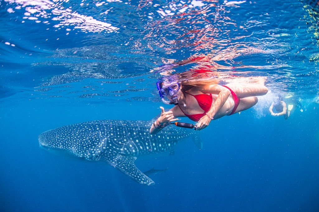 Algunas partes del mundo ofrecen tours turísticos para nadar con tiburones ballena en el mar, dada su docilidad con los humanos. Foto: Whale shark tour Australia