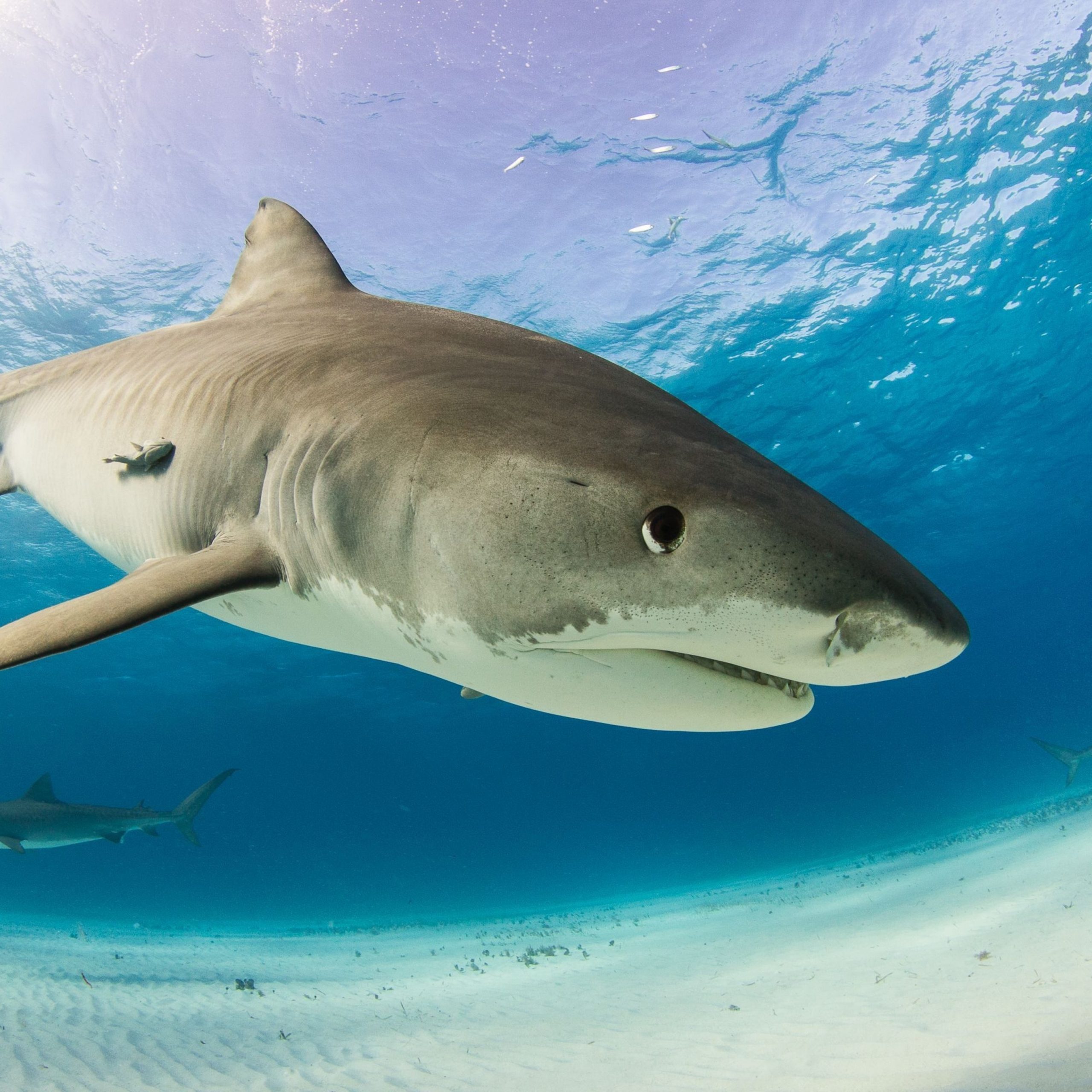 Imágenes de tiburones, los más comunes y más conocidos en