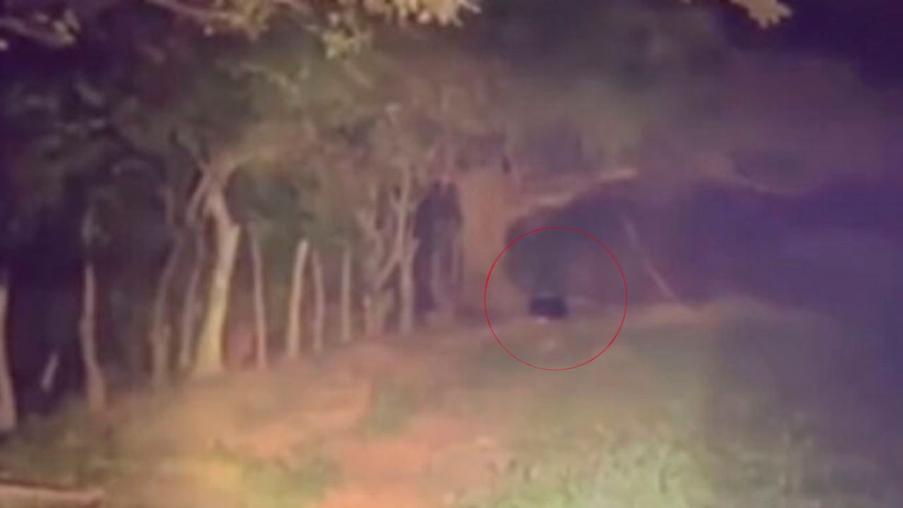 Video | Captan a 'Nahualá' convirtiéndose en cabra, ¿real? | Tu Nota