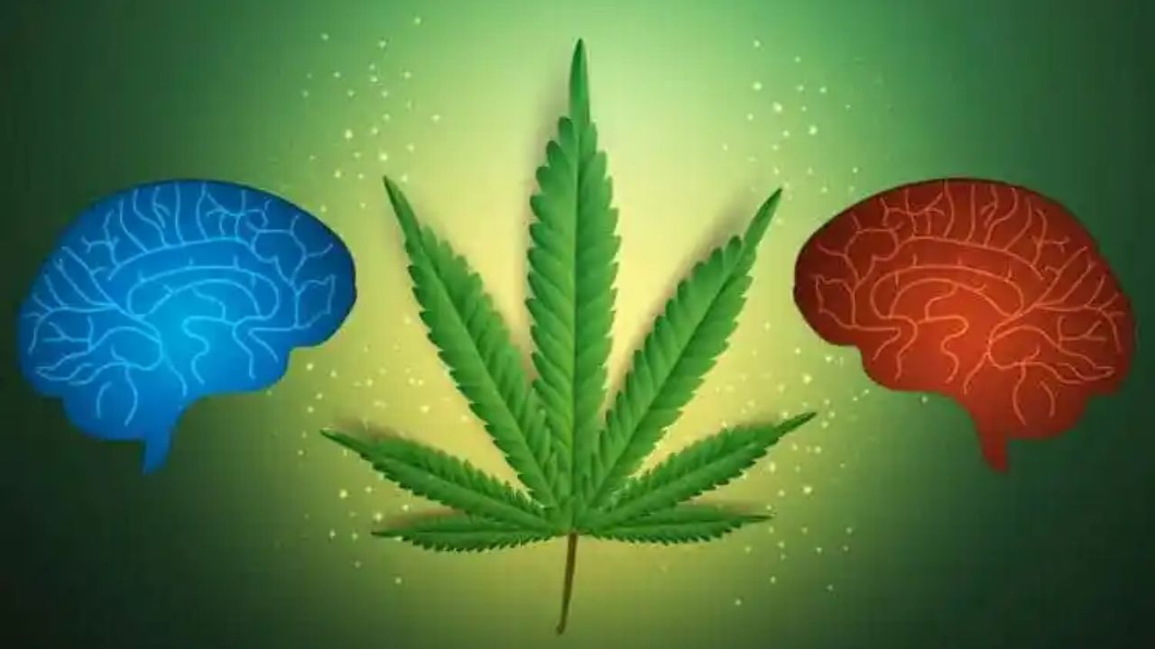 Brain 229. Cannabis Brain. Negative influence of marihuana to Health.