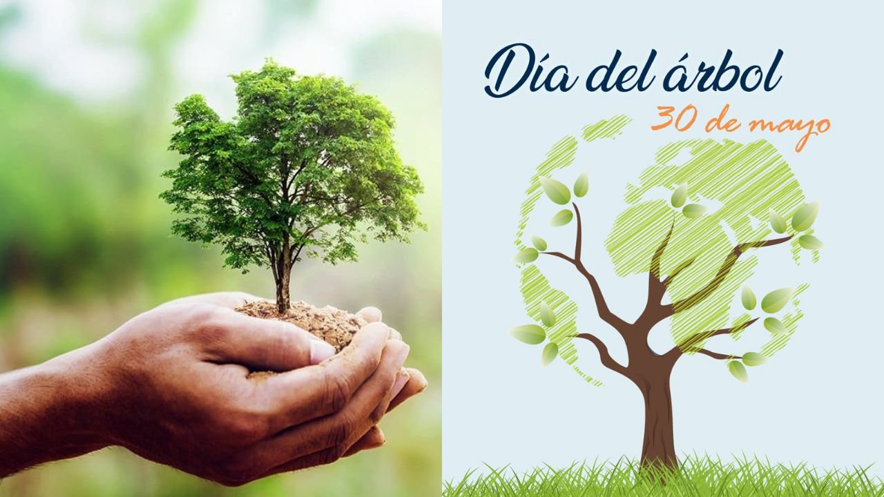 Poemas del Día del Árbol, celebra el 30 de mayo con estas lindas palabras