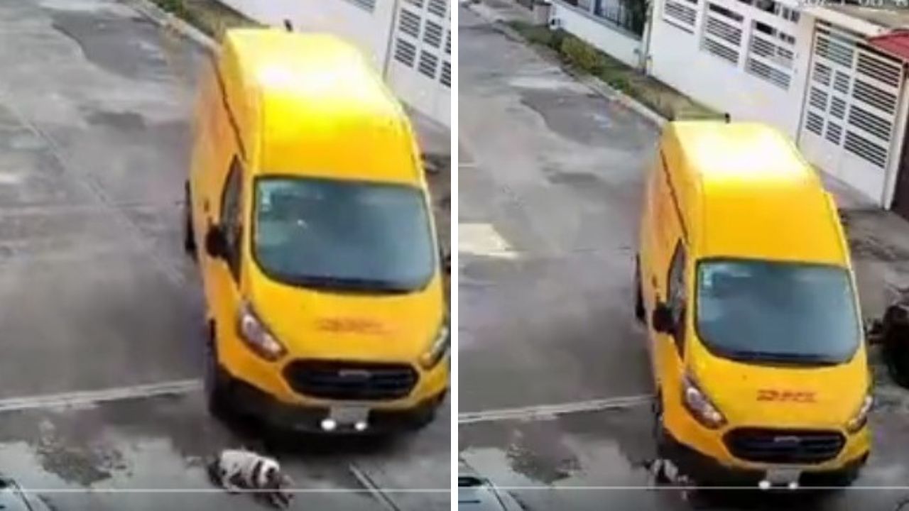 VIDEO: Conductor atropella a perrito y se da a la fuga