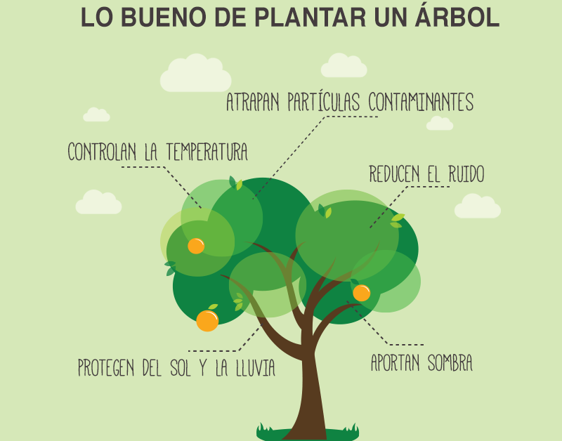 29 de agosto Día del Árbol, por qué se celebra, frases y mensajes