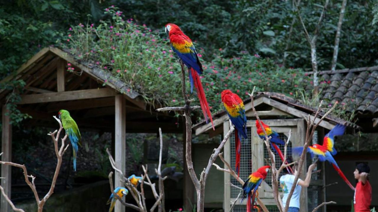 Parque de Aves Copán, Honduras, un espacio lleno de libertad y belleza