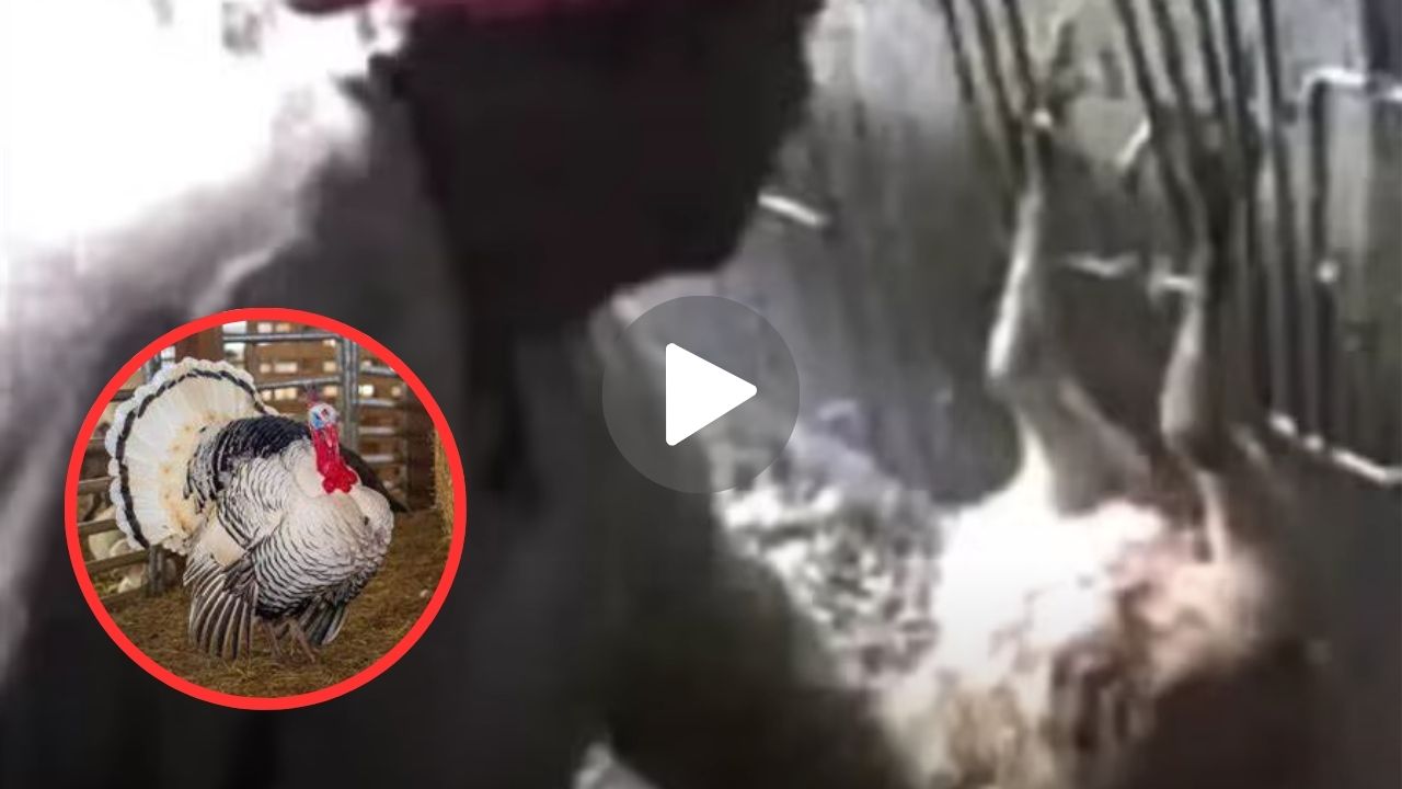 Butterball Turkey video viral: enlace directo al clip original completo en X