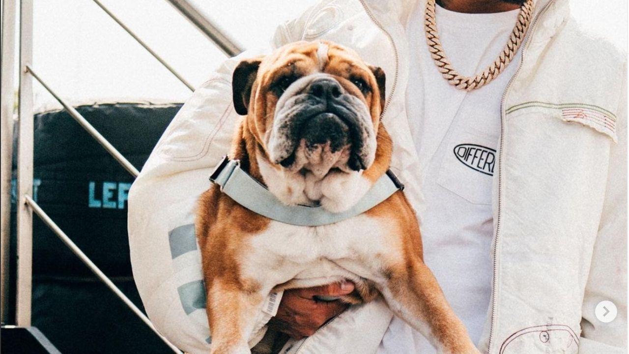 Perro de Lewis Hamilton gana más de 24 mil lempiras al día, por hacer