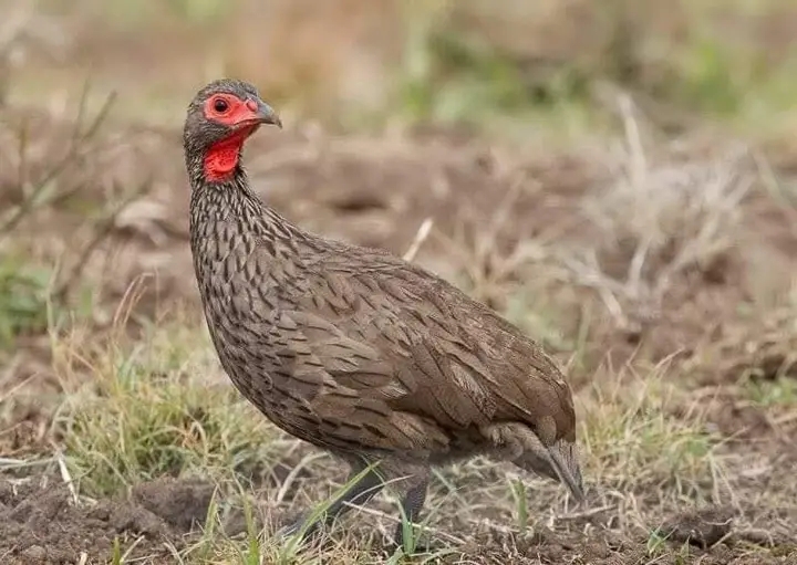 Francolin du Cameroun. Crédit : Visiter le Cameroun avec moi.