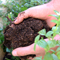 Compost_thumb