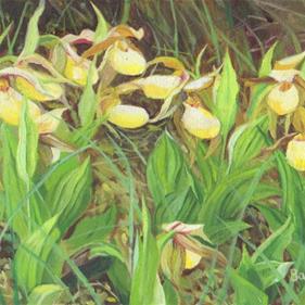 Carole Baker Gallery of Original Fine Art