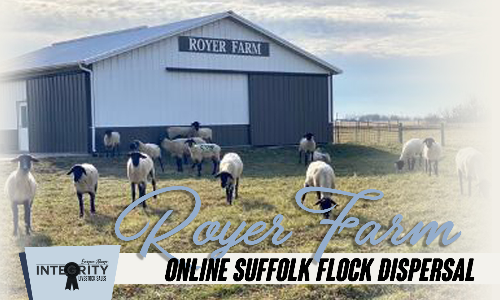 Royer Farm Online Suffolk Dispersal Sale 6/5/2022 Integrity Livestock Sales, LLC Royer Farm Online Suffolk Dispersal Sale 6/5/2022 Integrity Livestock Sales, LLC