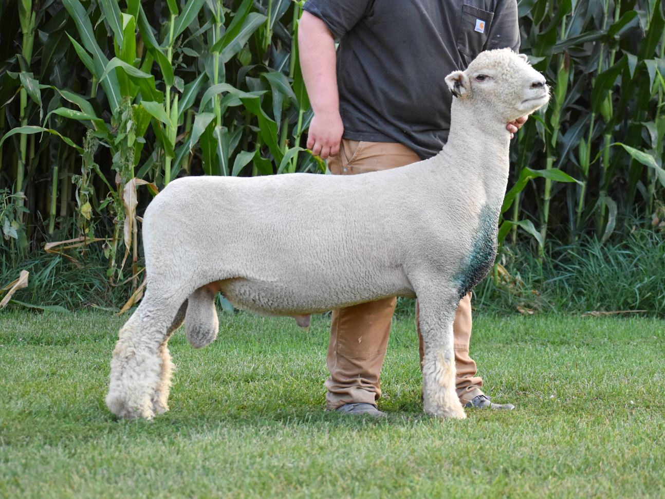 Darlington 'Downs Bred Ewe and Ewe Lamb Sale 10/29/2023 Integrity