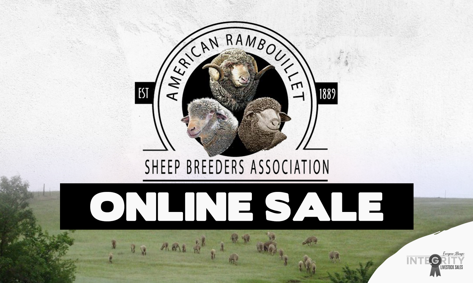 American Rambouillet Association Online Sale 6/3/2025- Integrity ...