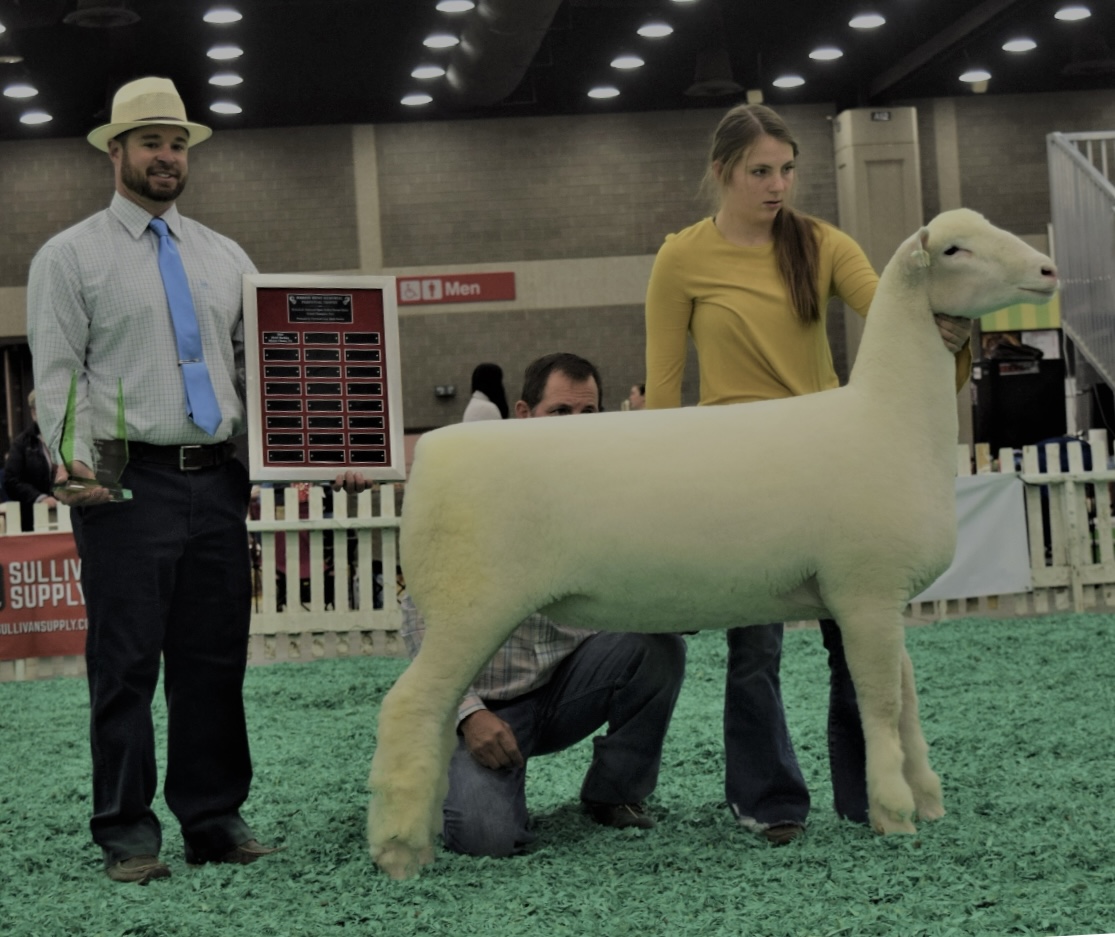 Spilde Dorsets Online Production Sale 4/5/2026- Integrity Livestock ...
