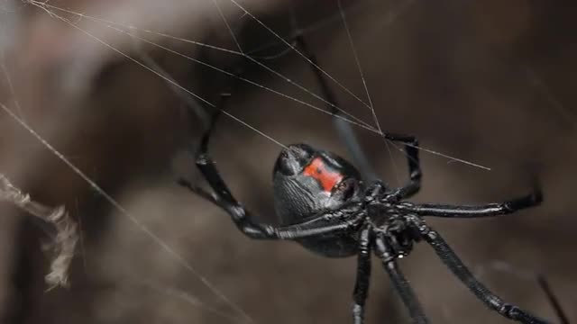 Black Widow Spider walking on web